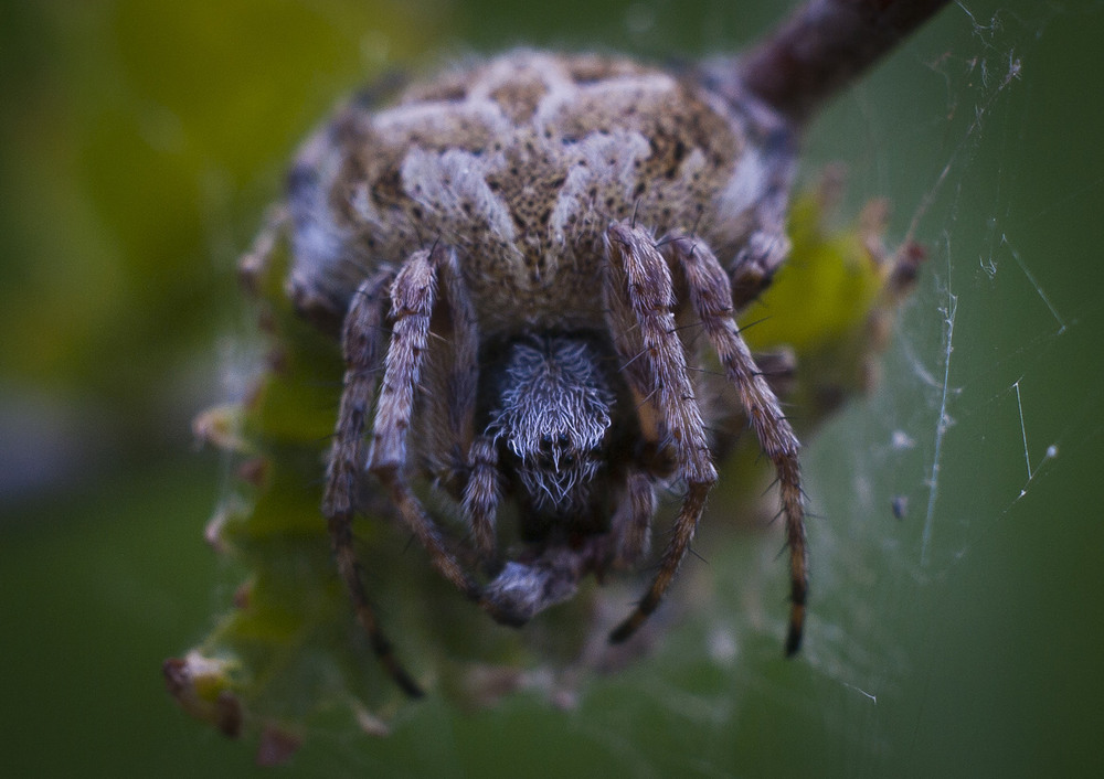 Фотографія Макро / Roman&Marinett / photographers.ua