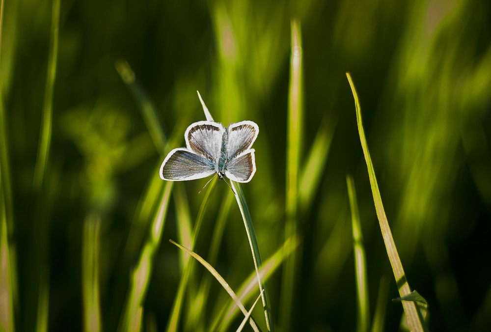 Фотографія Макро / Roman&Marinett / photographers.ua