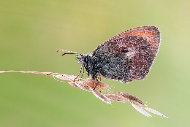 Фотографія Макро / Rostel / photographers.ua
