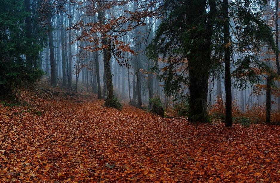 Фотографія Пахне грибами... / _sm_ / photographers.ua