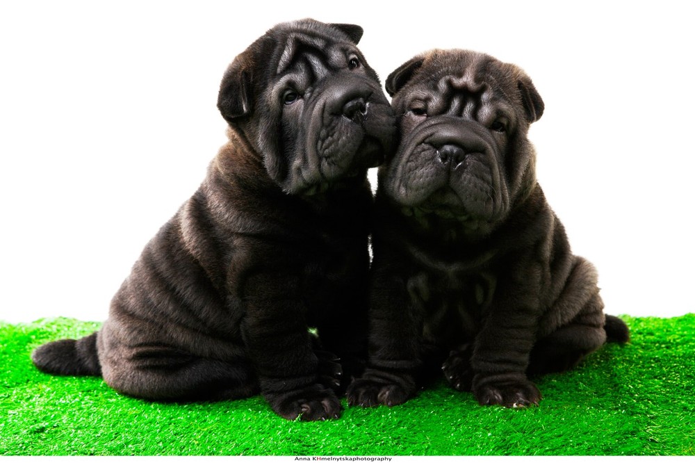 Фотографія By Anna Khmelnytska / Anna / photographers.ua