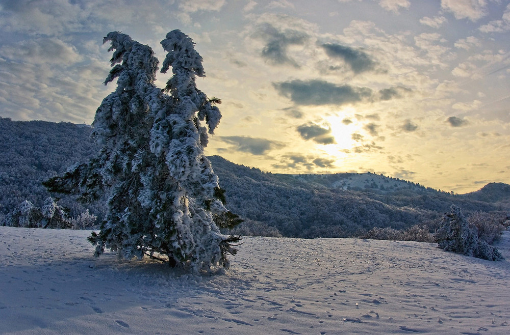 Фотографія В царстве зимы / IHOR / photographers.ua