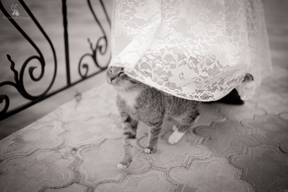 Фотографія невеста / Анастасия Хмарук / photographers.ua
