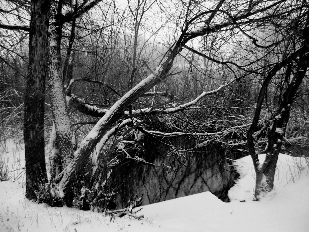 Фотографія В снежном объятии... / Оксана Д. / photographers.ua