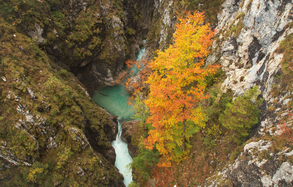 Фотографія В каменных джунглях осень укрылась / udavblog / photographers.ua