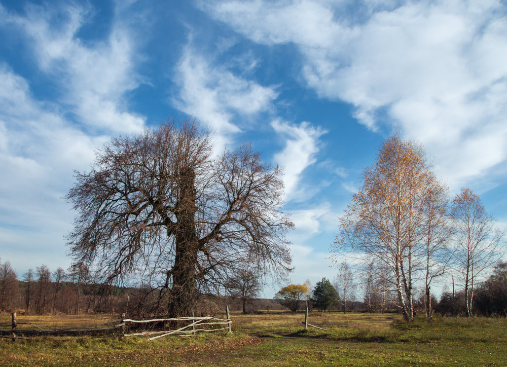 Фотографія Полум'ям неба оповиті кучері дерев / udavblog / photographers.ua
