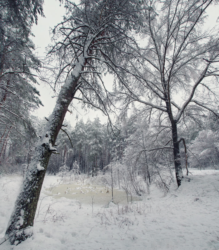 Фотографія Лісове озеро в полоні "зимової ковдри" / udavblog / photographers.ua