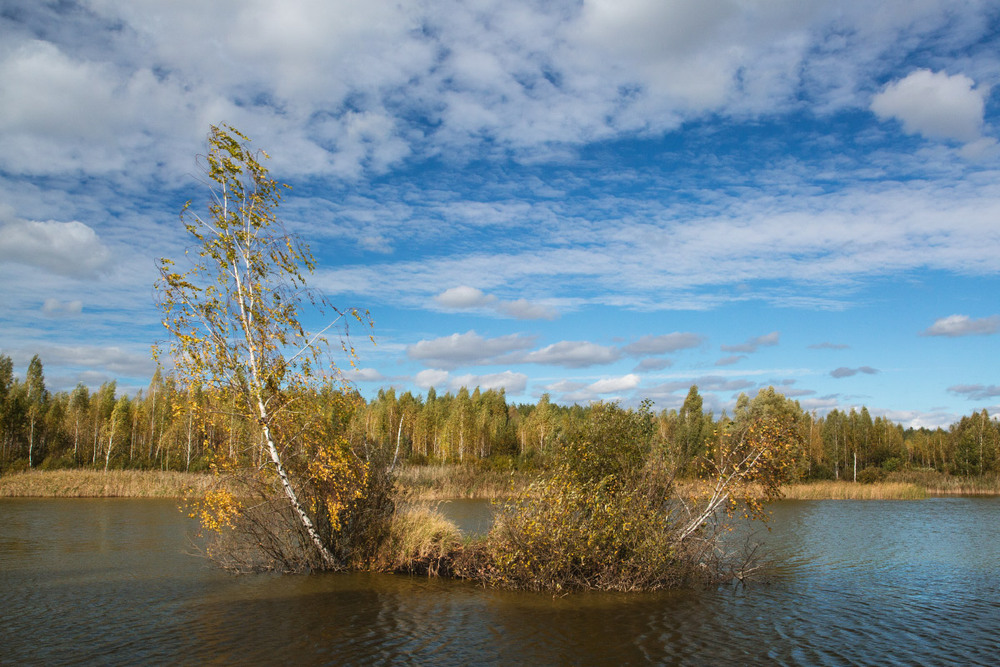Фотографія "В озере берёзка стояла..." / udavblog / photographers.ua