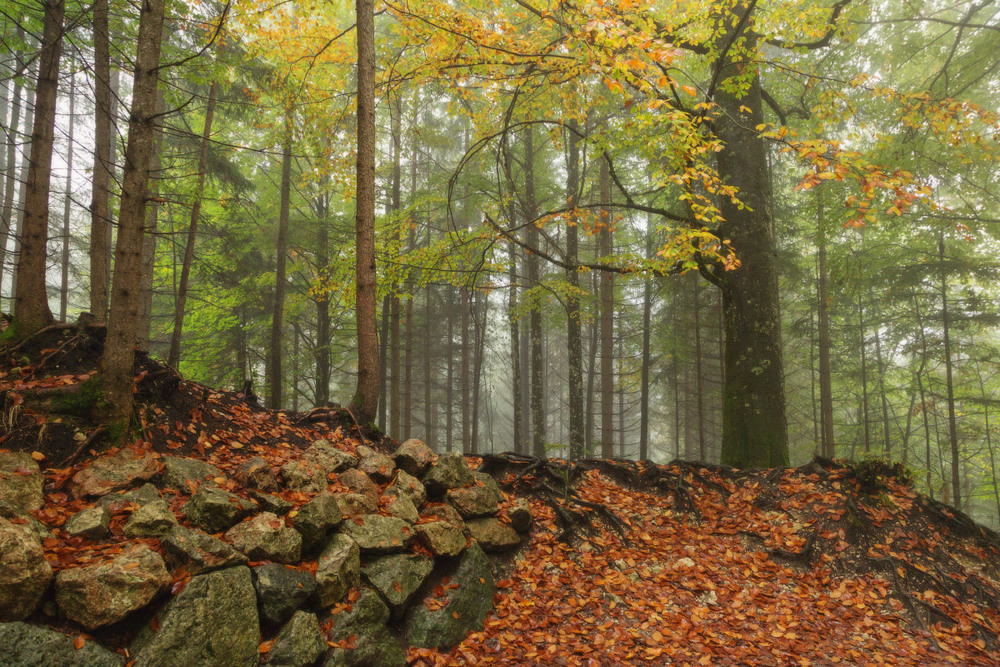 Фотографія Занурюючись в осінь... / udavblog / photographers.ua