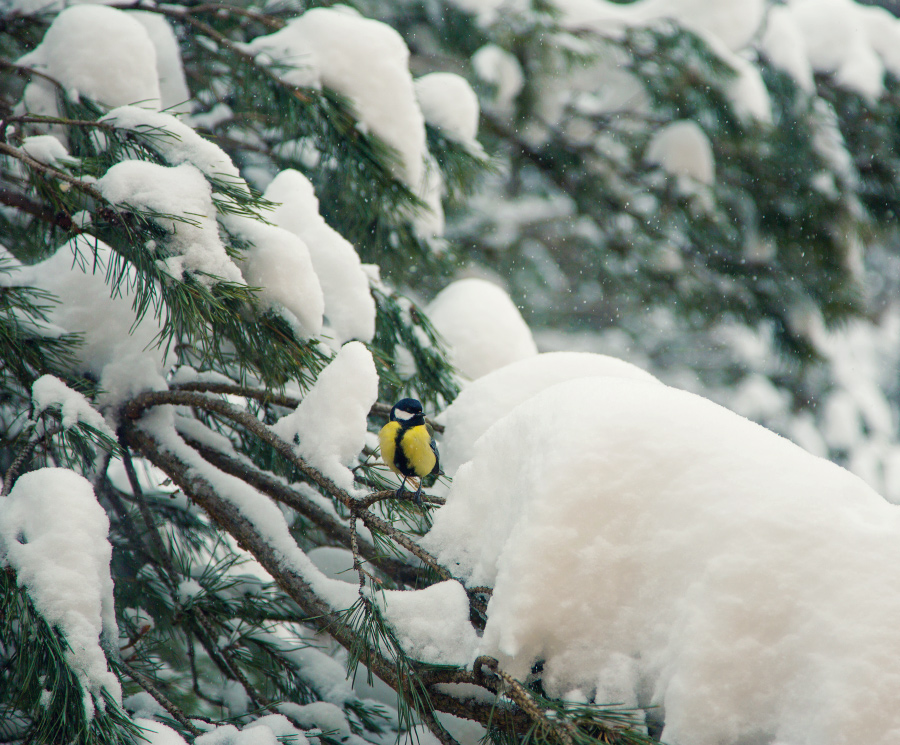 Фотографія Снігова пастка для птаха / udavblog / photographers.ua