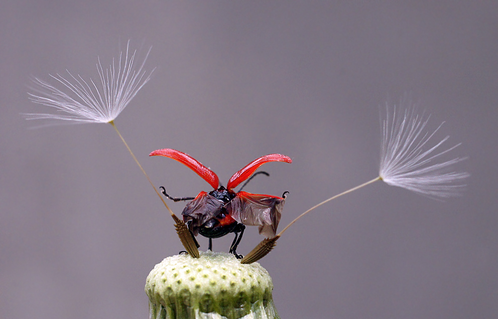 Фотографія Все в сторону ,жук взлетает!!! / Гарик Соколов / photographers.ua