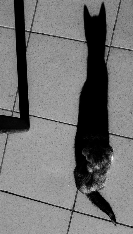 Фотографія Животные / Виктор Бойко / photographers.ua