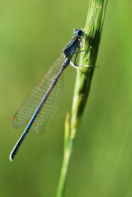 Фотографія dragonfly / Thunder_tos / photographers.ua