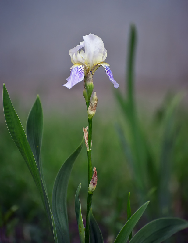 Фотографія Разное / Helen Gold / photographers.ua