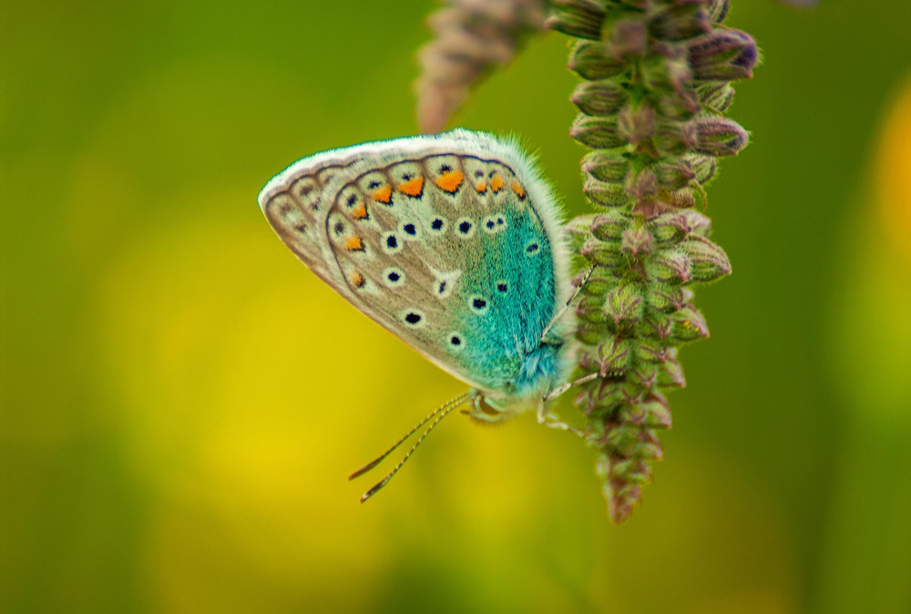 Фотографія Butterfly / Vadim, Gerasimenko / photographers.ua