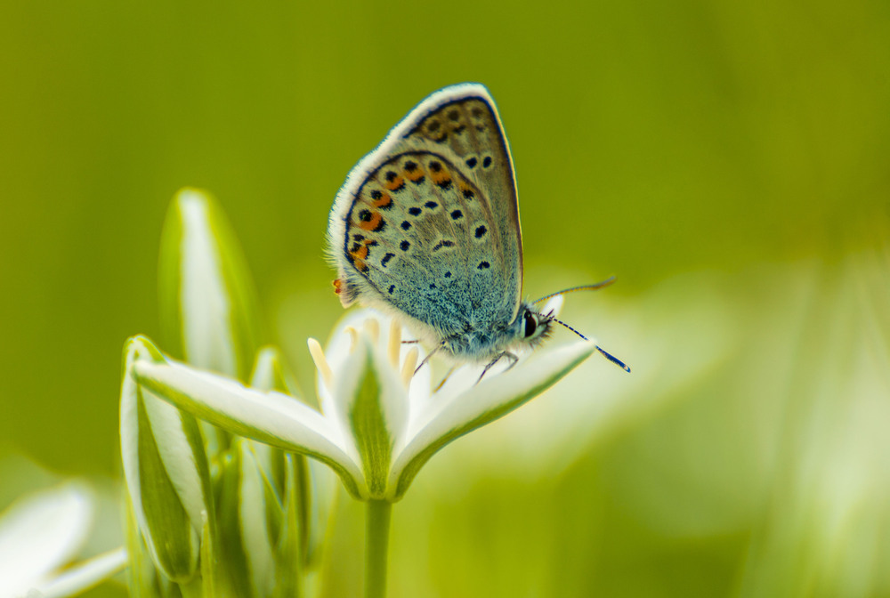 Фотографія Butterfly / Vadim, Gerasimenko / photographers.ua