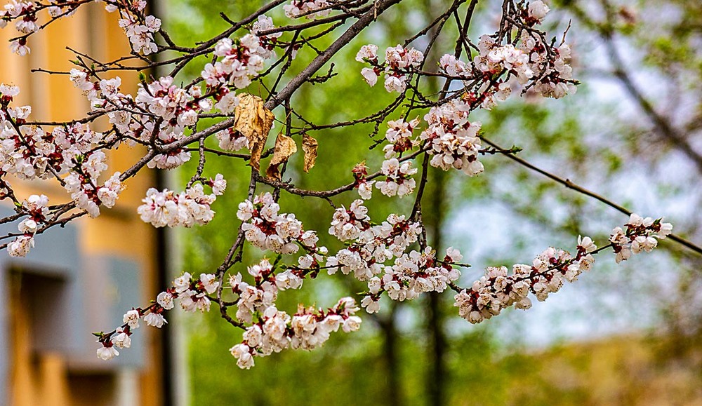 Фотографія Весна. Цветут сады / Oleg Shole / photographers.ua
