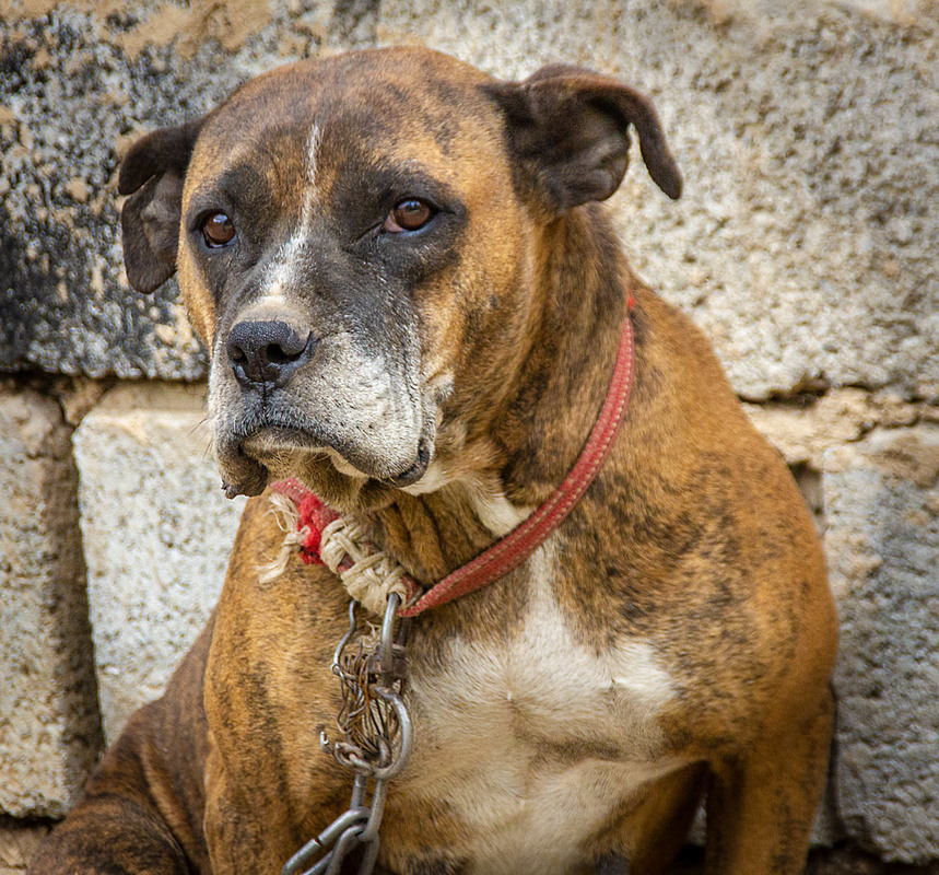 Фотографія Пенсионер / Oleg Shole / photographers.ua