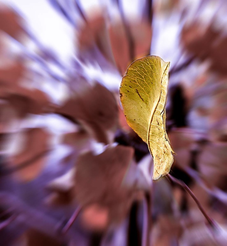 Фотографія Осень. Листья падают / Oleg Shole / photographers.ua