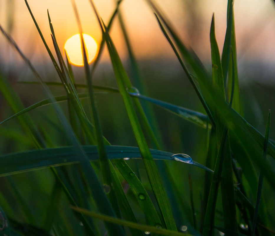 Фотографія Сонце в траві / Христина Починок / photographers.ua