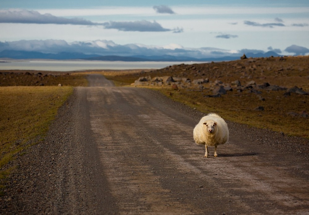 Фотографія одинокая овечка / Танюшан / photographers.ua