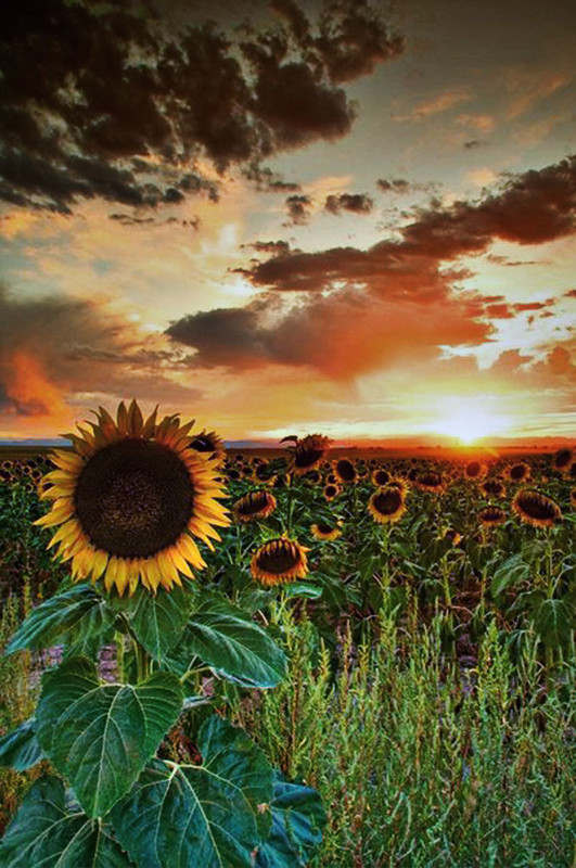 Фотографія Пейзаж / Viola / photographers.ua