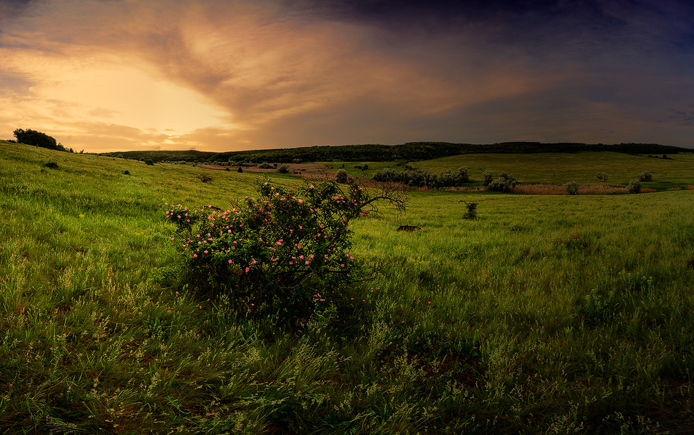 Фотографія Куст шиповника / Сергей Ковеуненко / photographers.ua