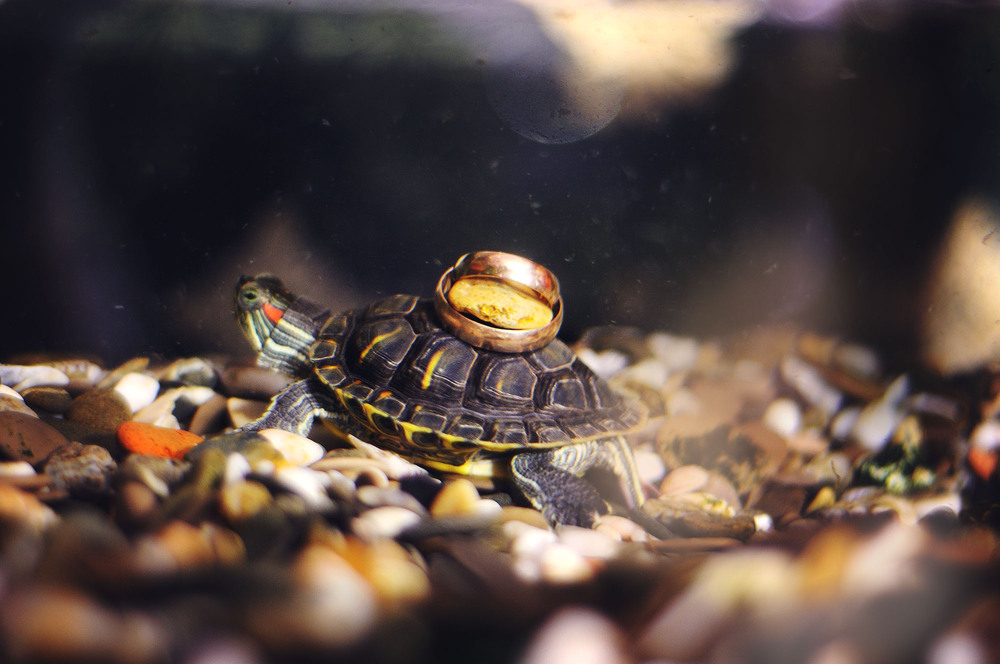 Фотографія Свадьба / Новак Тетяна / photographers.ua