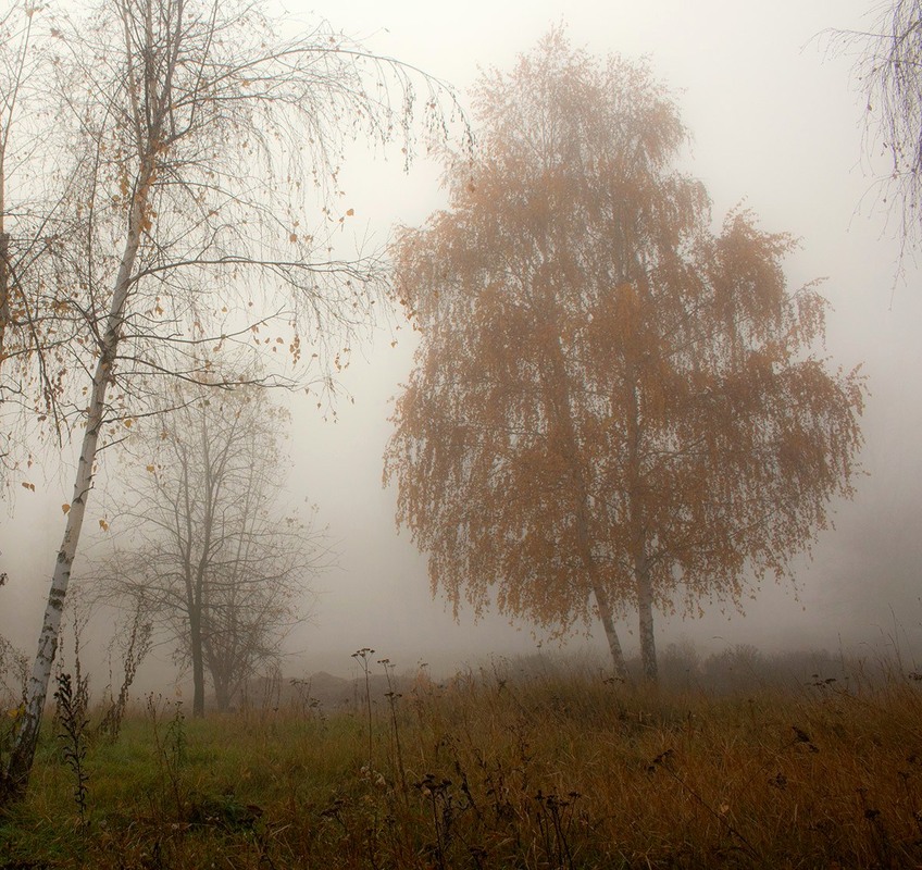 Фотографія Фарба туманого ранку. / Олександр Ігнатьєв / photographers.ua