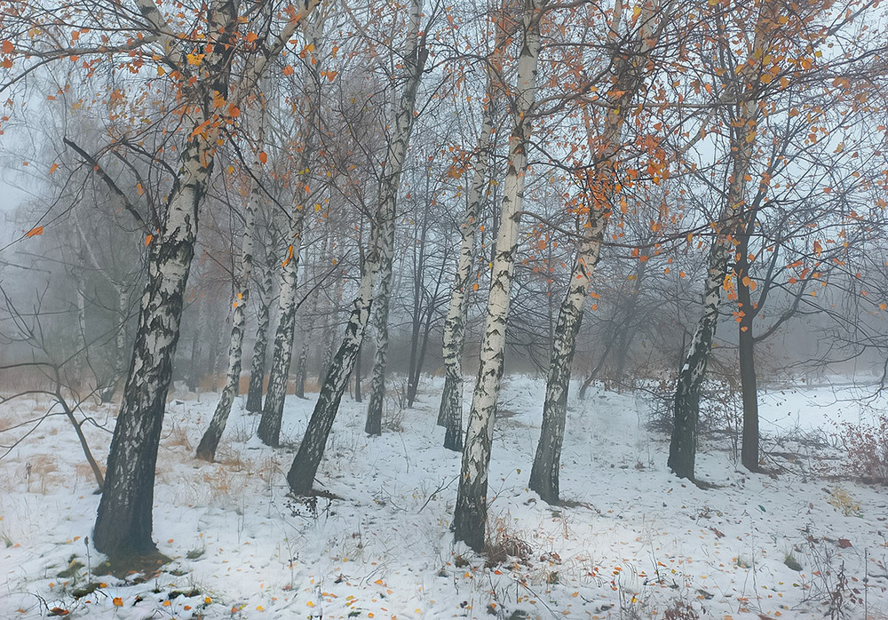 Фотографія Зимова акварель / Олександр Ігнатьєв / photographers.ua