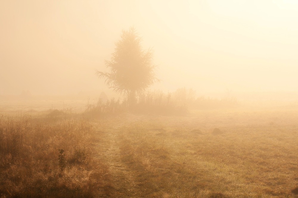 Фотографія Утро солнечного тумана. / Олександр Ігнатьєв / photographers.ua