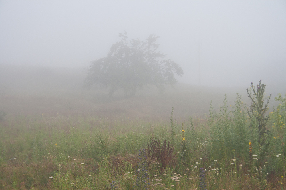 Фотографія Кольори ранкового туману. / Олександр Ігнатьєв / photographers.ua
