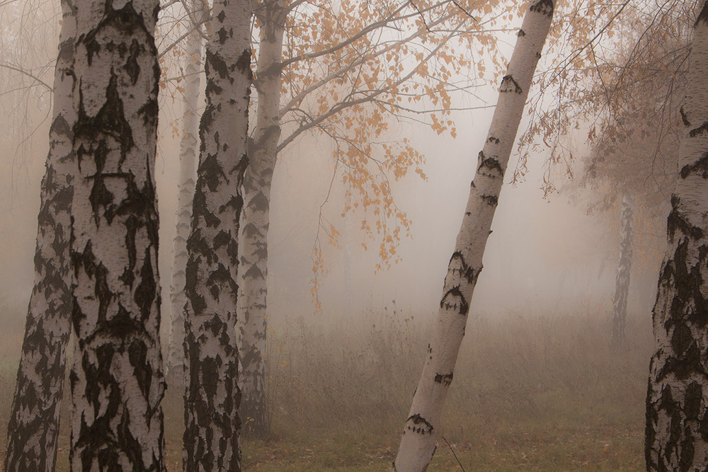 Фотографія Затуманило. / Олександр Ігнатьєв / photographers.ua