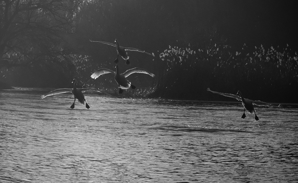 Фотографія Посадка. / Олександр Ігнатьєв / photographers.ua