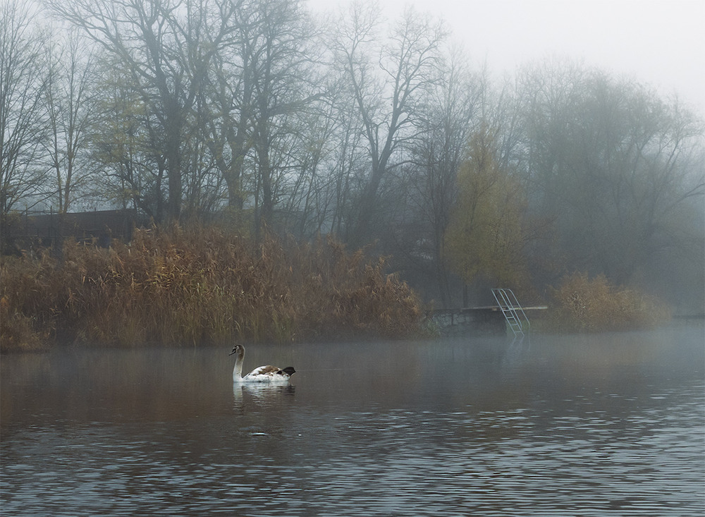 Фотографія Ранкова тиша. / Олександр Ігнатьєв / photographers.ua