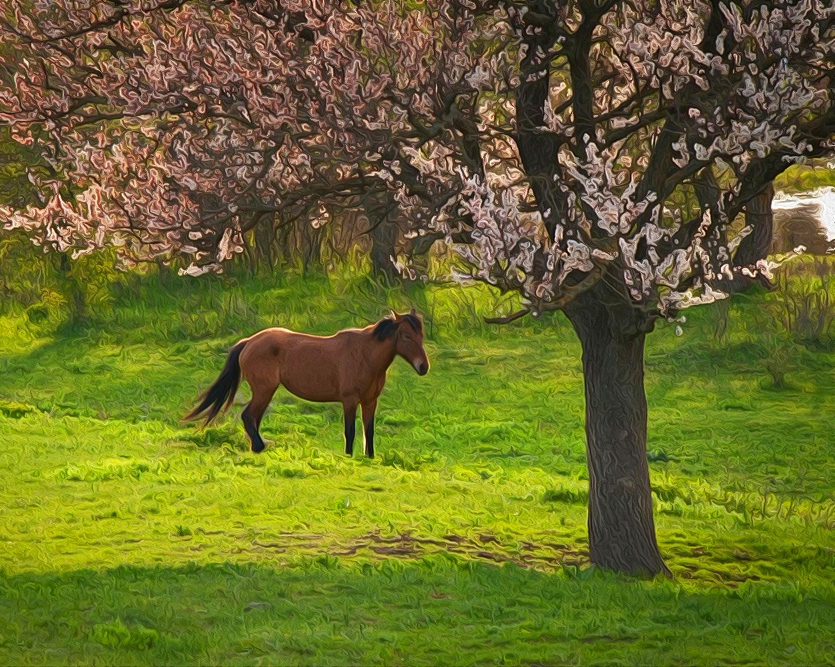 Фотографія Жанр / Олександр Ігнатьєв / photographers.ua