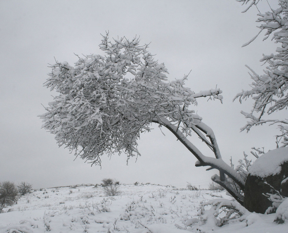 Фотографія Зимний поклон земле. / Олександр Ігнатьєв / photographers.ua