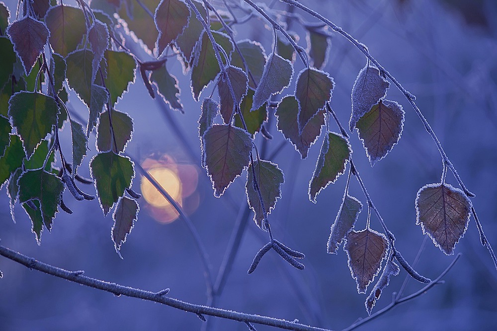Фотографія Осінній запах зими / Олександр Ігнатьєв / photographers.ua