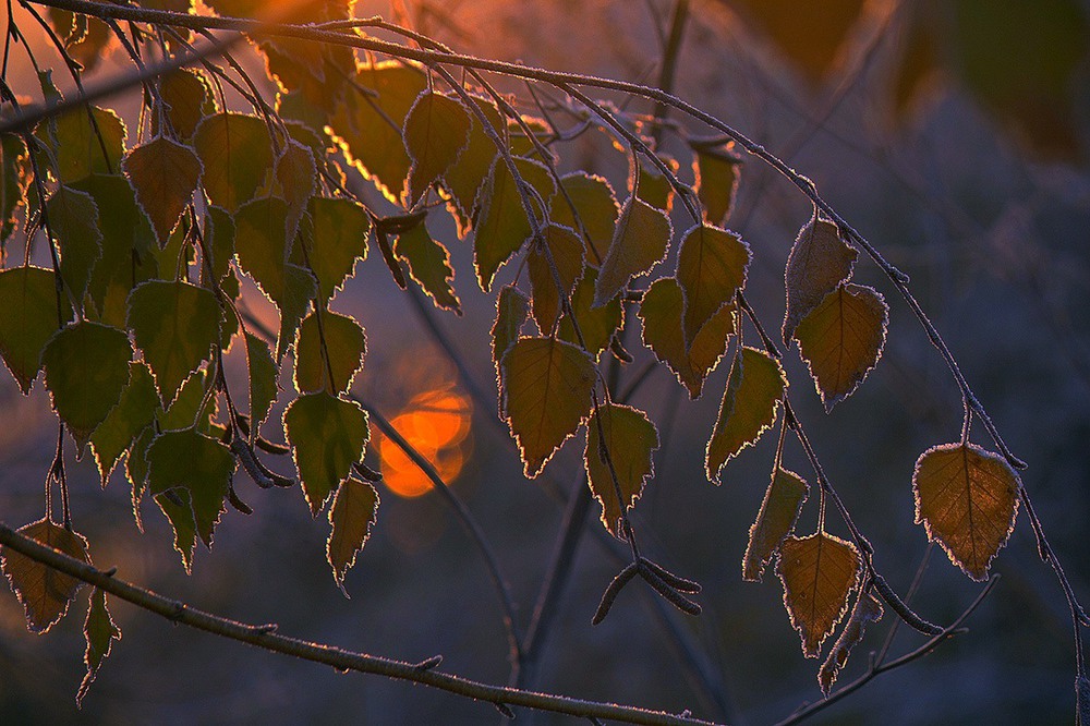 Фотографія Фарби морозного ранку. / Олександр Ігнатьєв / photographers.ua
