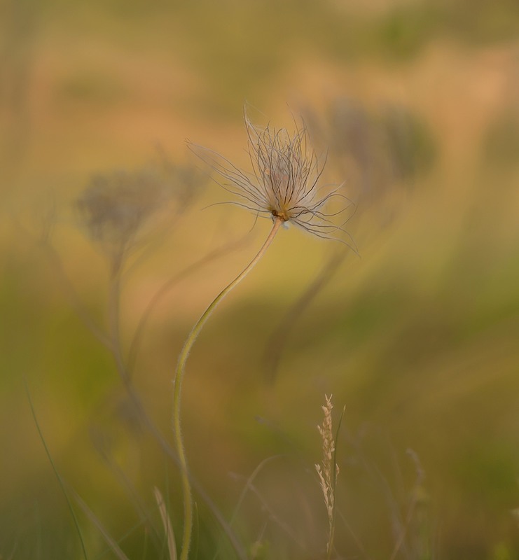 Фотографія Изящество взрослой Сон-травы. / Олександр Ігнатьєв / photographers.ua