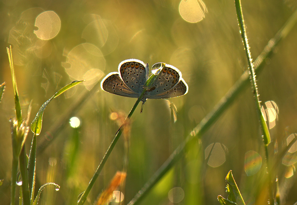 Фотографія Бабочкин цветочек! ( Метеликова квітка! ) / Олександр Ігнатьєв / photographers.ua