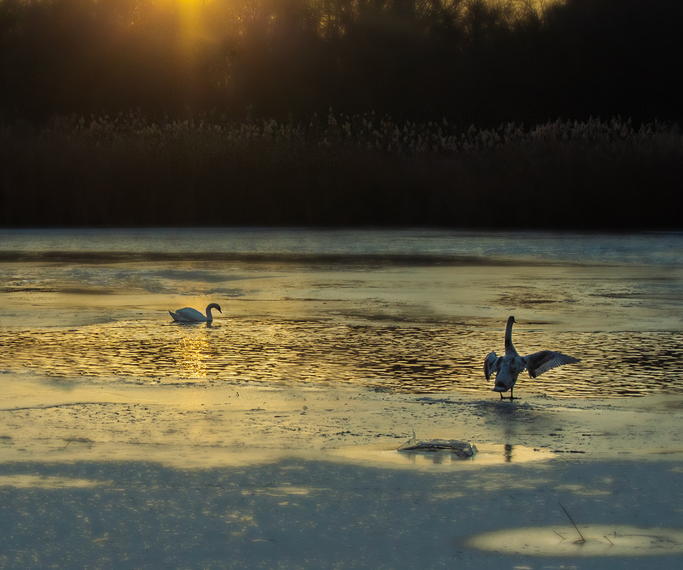 Фотографія Золоте озеро річки Бог / Олександр Ігнатьєв / photographers.ua