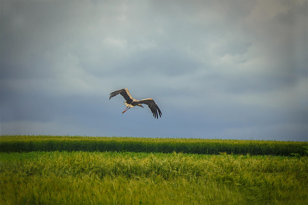 Фотографія Господарь  пшеничноно поля. / Олександр Ігнатьєв / photographers.ua