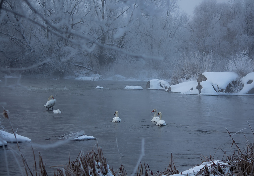 Фотографія Зимова казка Бузького Гарду. / Олександр Ігнатьєв / photographers.ua