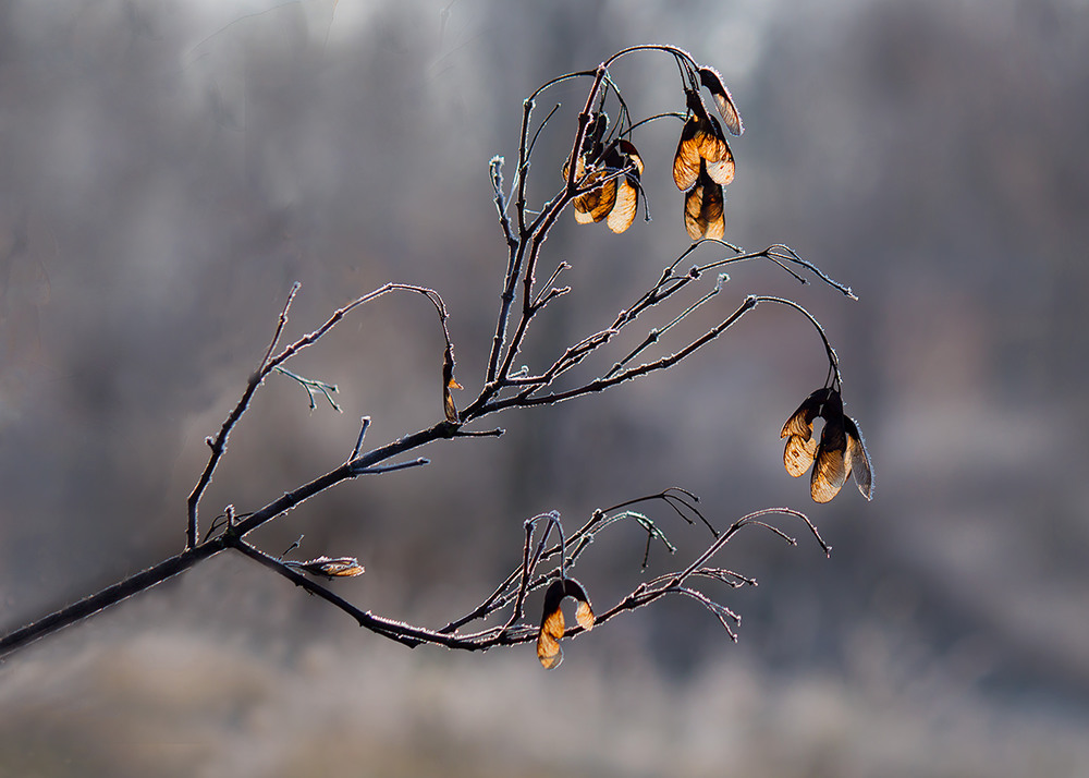 Фотографія Замерзлі  вертольотики / Олександр Ігнатьєв / photographers.ua