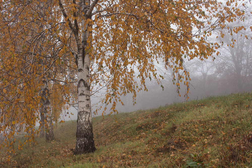 Фотографія Останній день листопада. / Олександр Ігнатьєв / photographers.ua