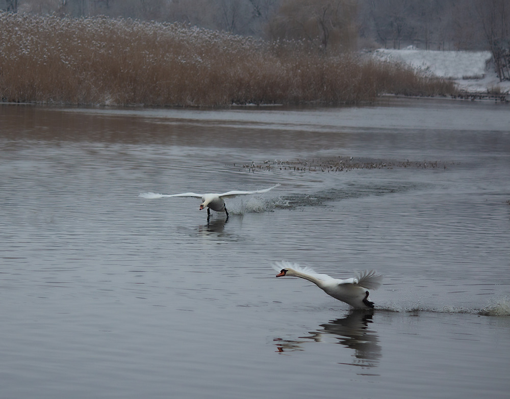 Фотографія Розбіг / Олександр Ігнатьєв / photographers.ua