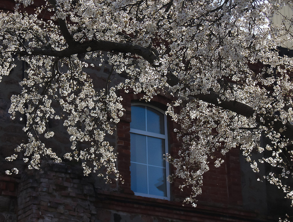Фотографія В весняних обіймах. / Олександр Ігнатьєв / photographers.ua