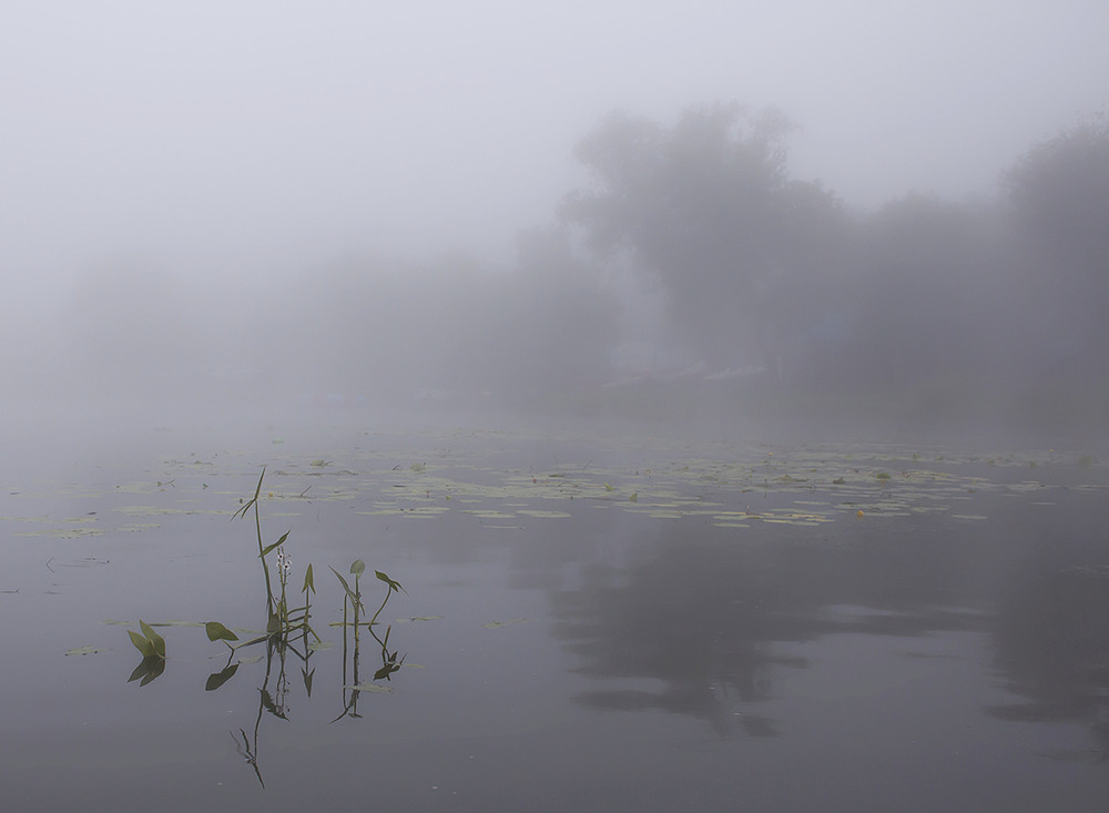 Фотографія Квітка ранкового туману. / Олександр Ігнатьєв / photographers.ua
