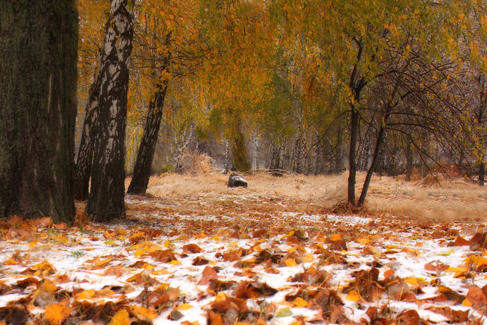 Фотографія Осіння зима. / Олександр Ігнатьєв / photographers.ua